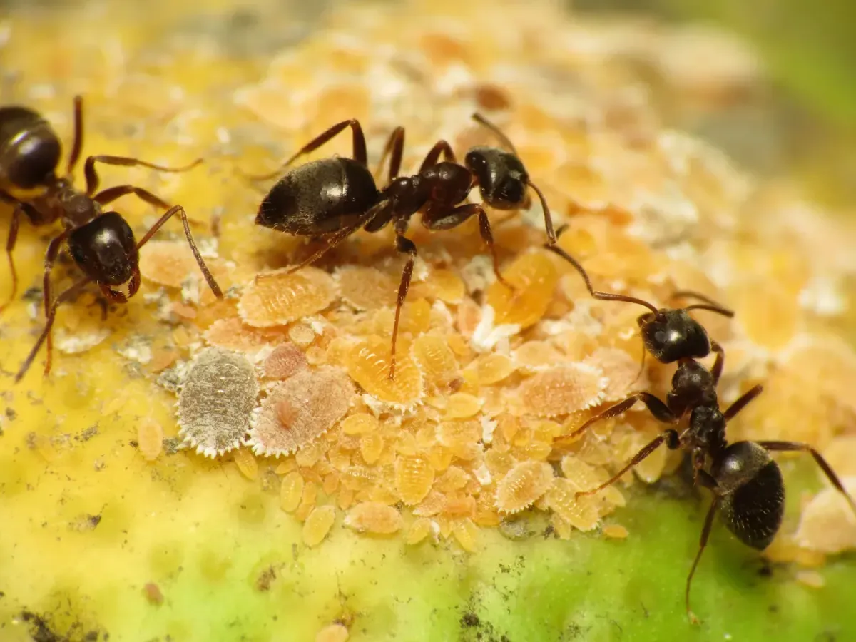 Close-up of a black ant foraging on a plant stem — a common household invader