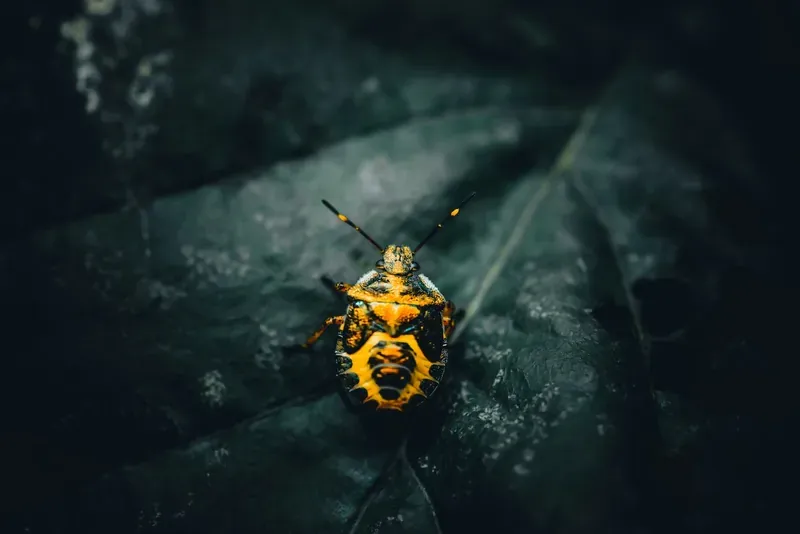 Different pest control service options