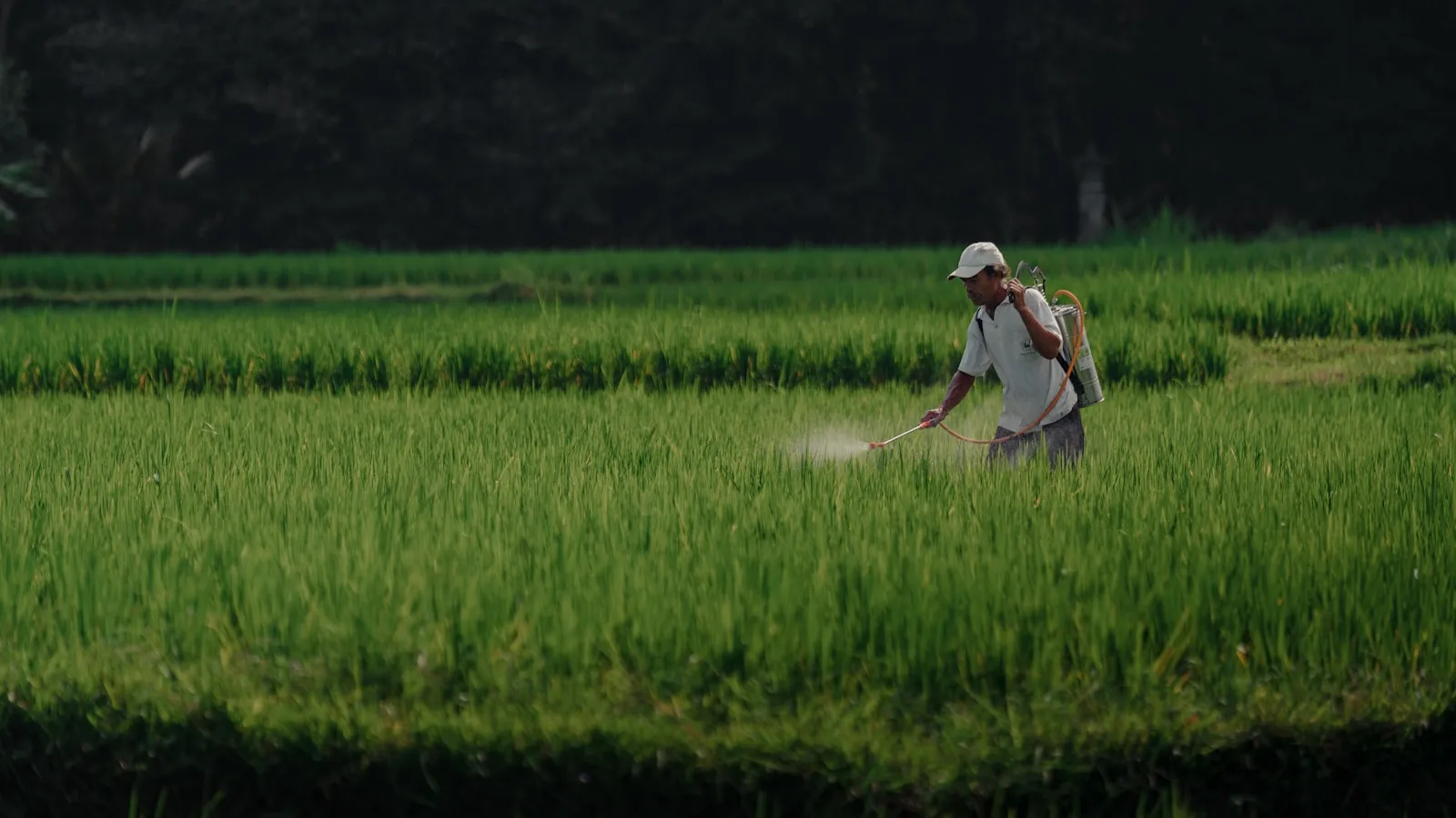 Eco-friendly pest control solution