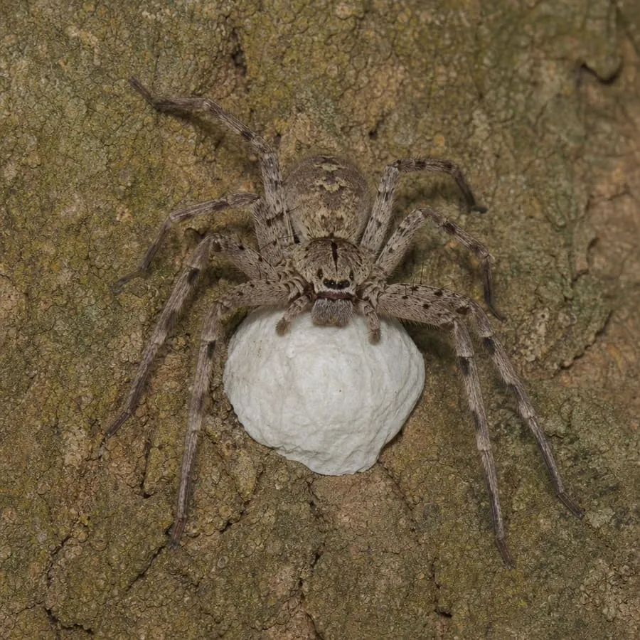 A female huntsman spider standing guard over her white, papery egg sac on tree bark