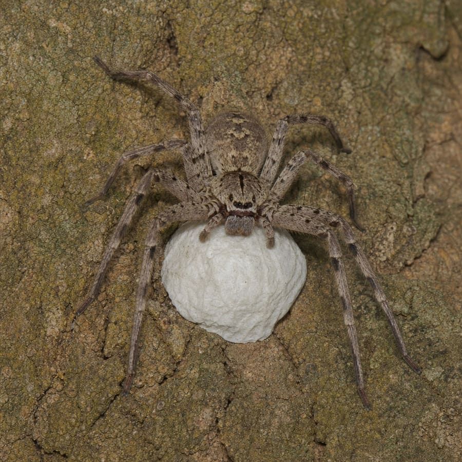 A female huntsman spider standing guard over her white, papery egg sac on tree bark