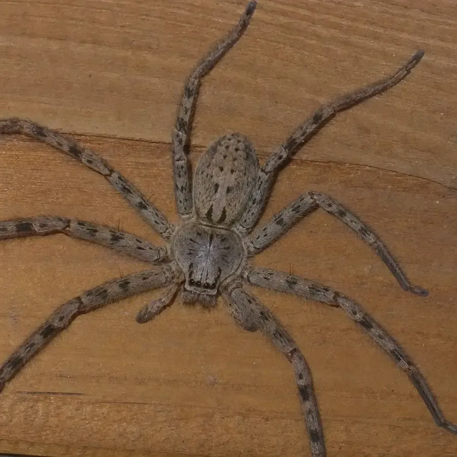 A close up of a large huntsman spider resting on a wooden surface