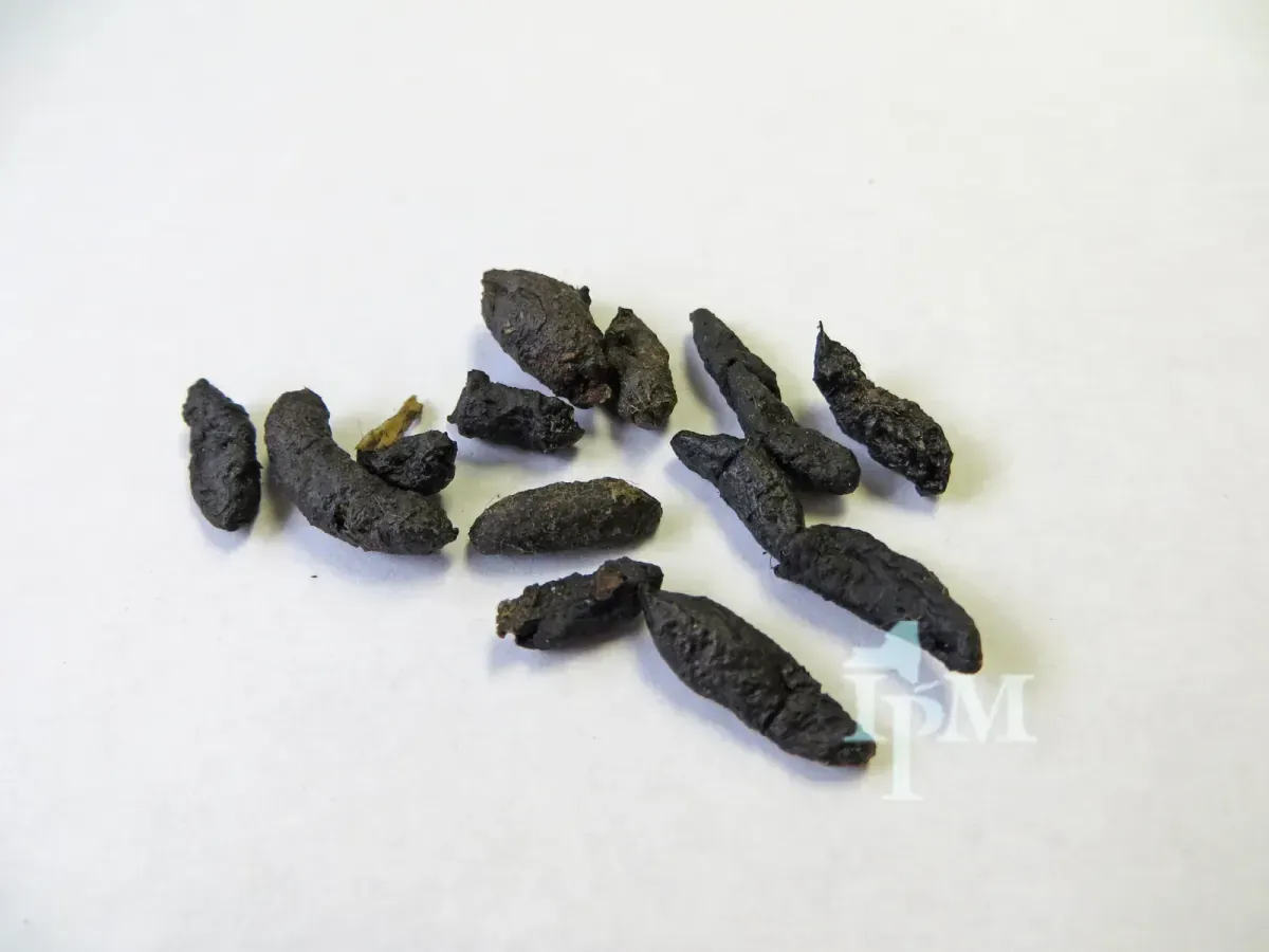 Close-up of dark, capsule-shaped Norway rat droppings with blunt ends on a wooden surface