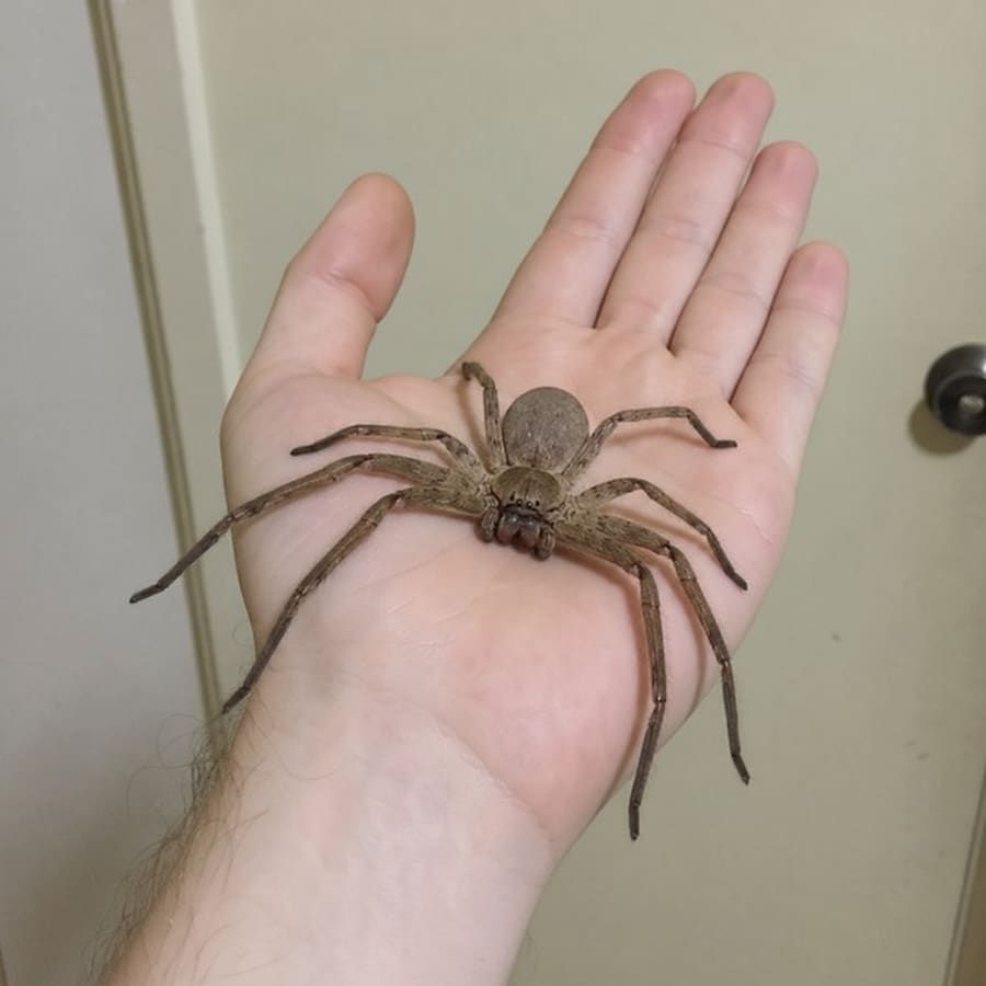 A person safely holding a harmless huntsman spider on their hand to show scale and docile nature