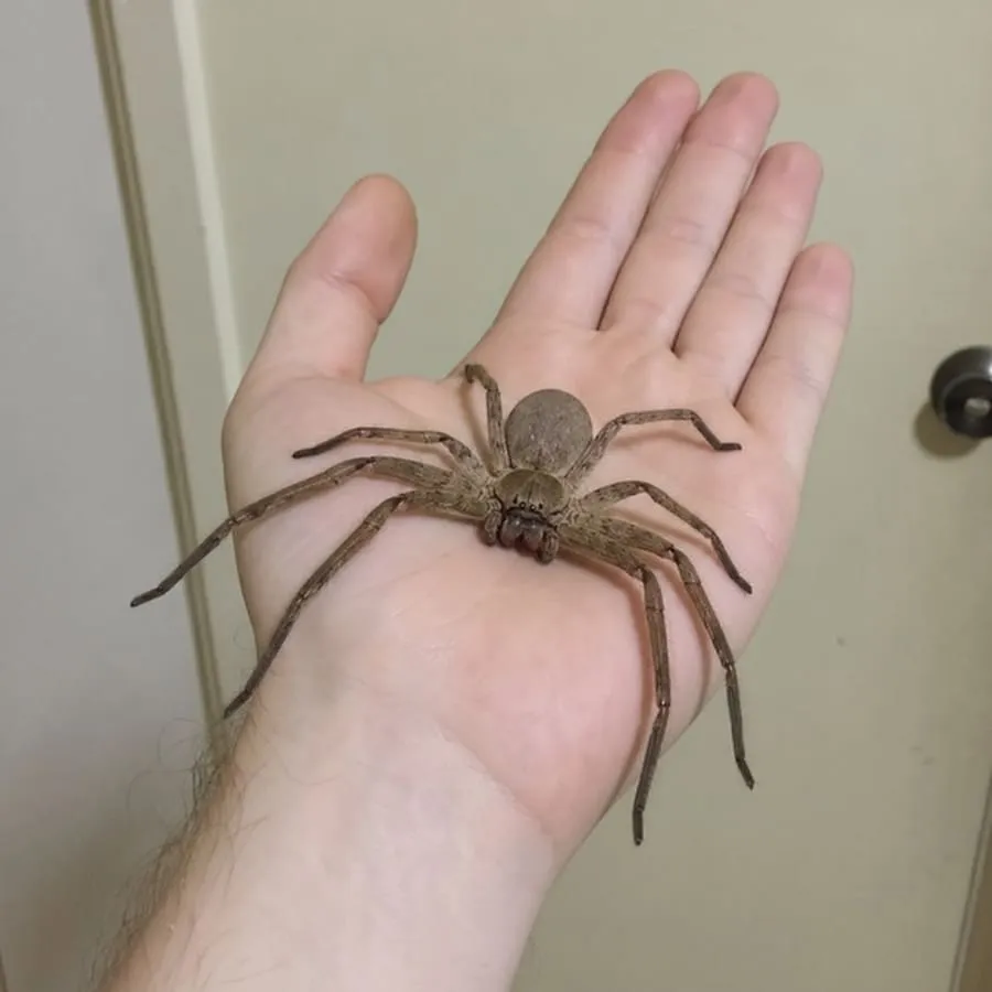 A person safely holding a harmless huntsman spider on their hand to show scale and docile nature