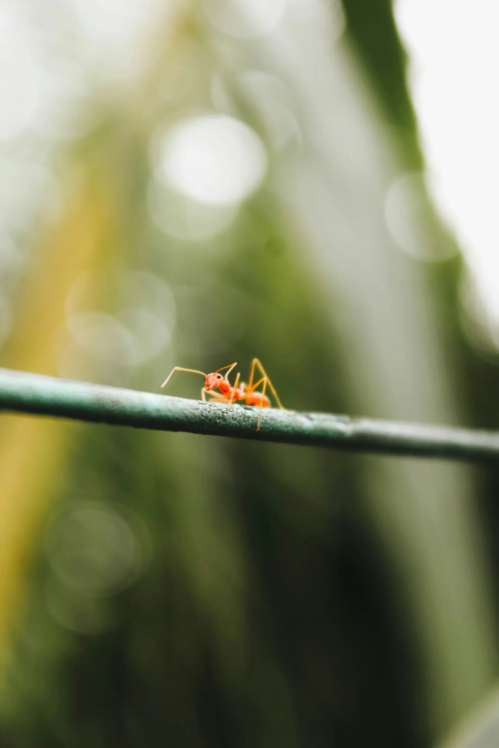 Comparing pest control service prices