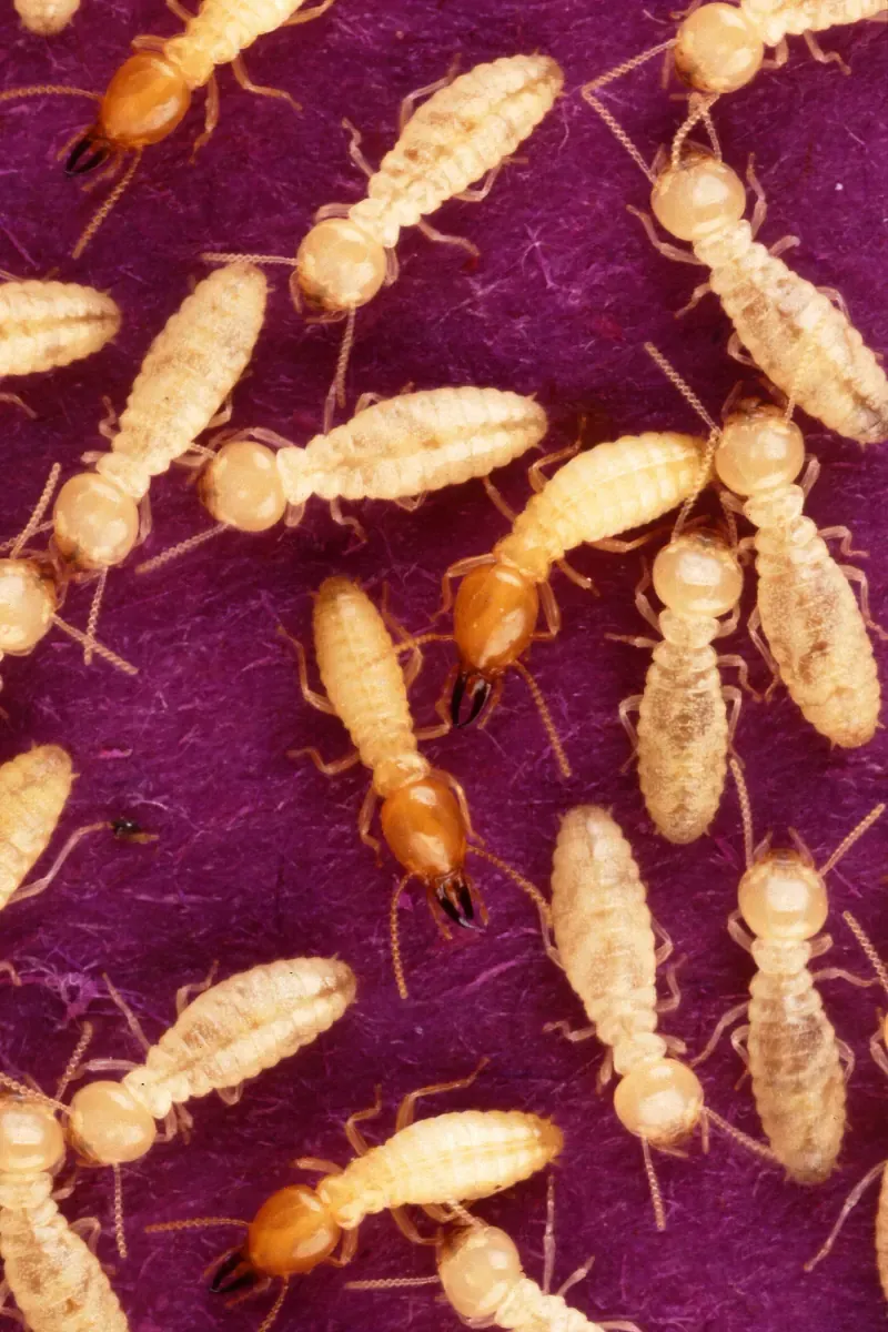 Cream-coloured subterranean termites (Coptotermes) clustered on timber — often mistaken for ants