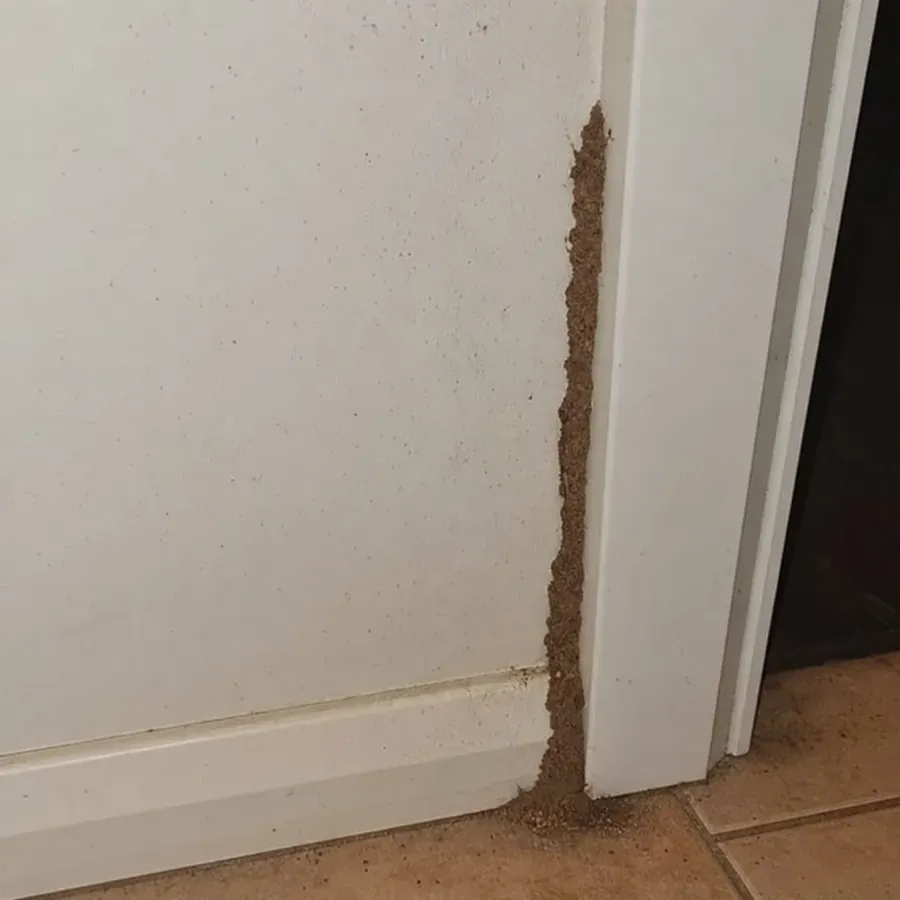 Termite mud tube running up the brick foundation of a Seaford home, a clear warning sign of active subterranean termites