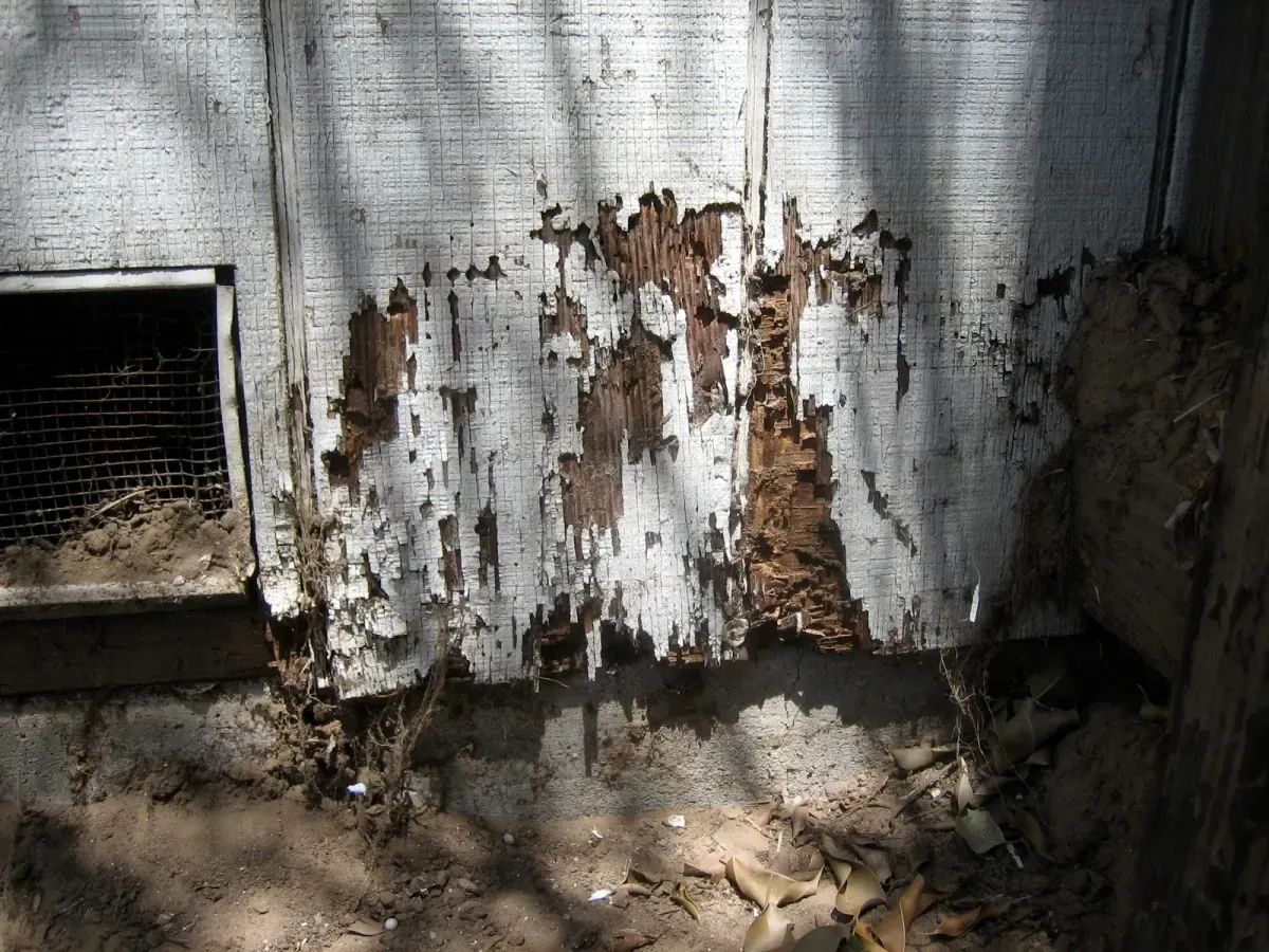 Timber hollowed out by termites — the kind of structural damage a termite barrier is designed to prevent