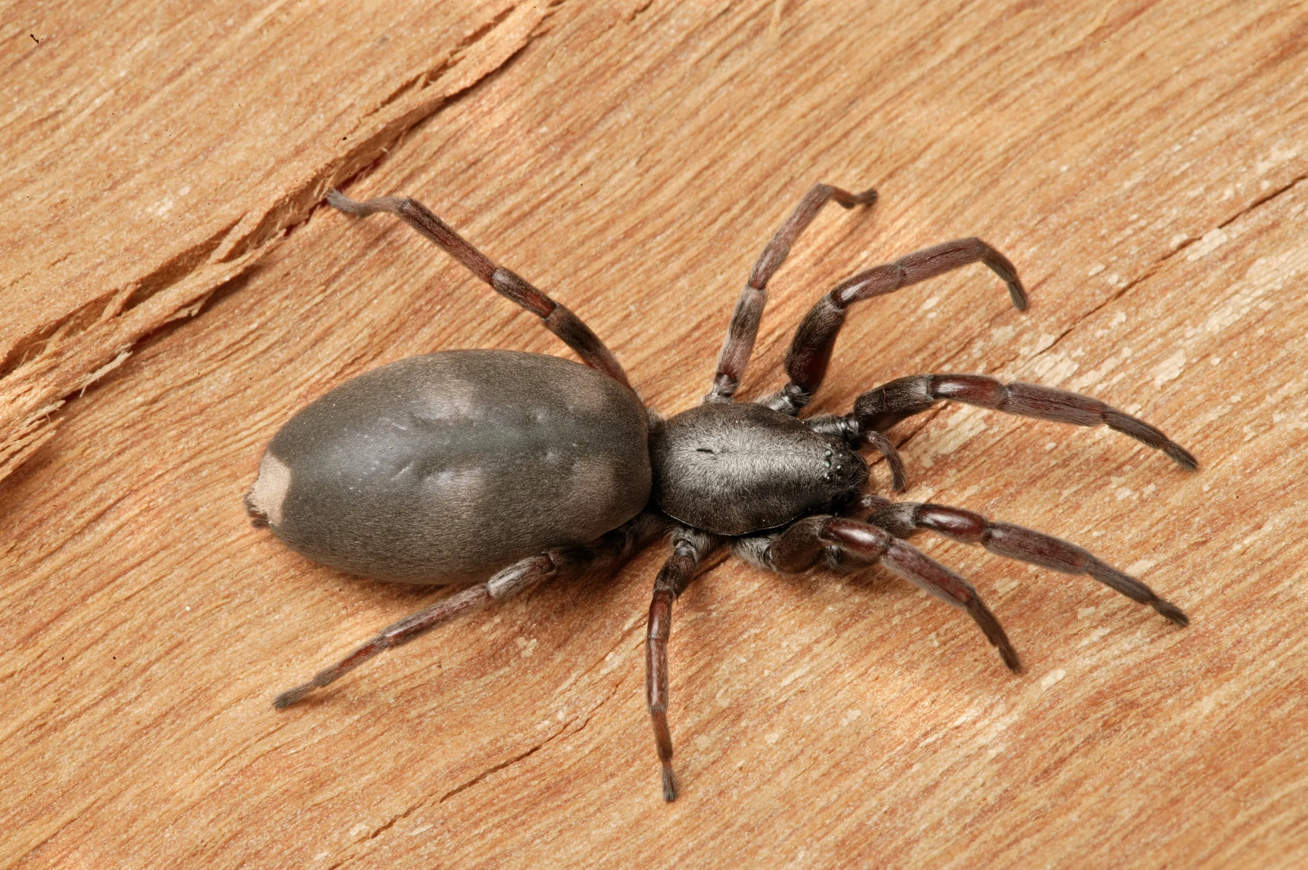 Close-up of a white-tailed spider showing its dark cigar-shaped body and pale white spot at the tip of the tail