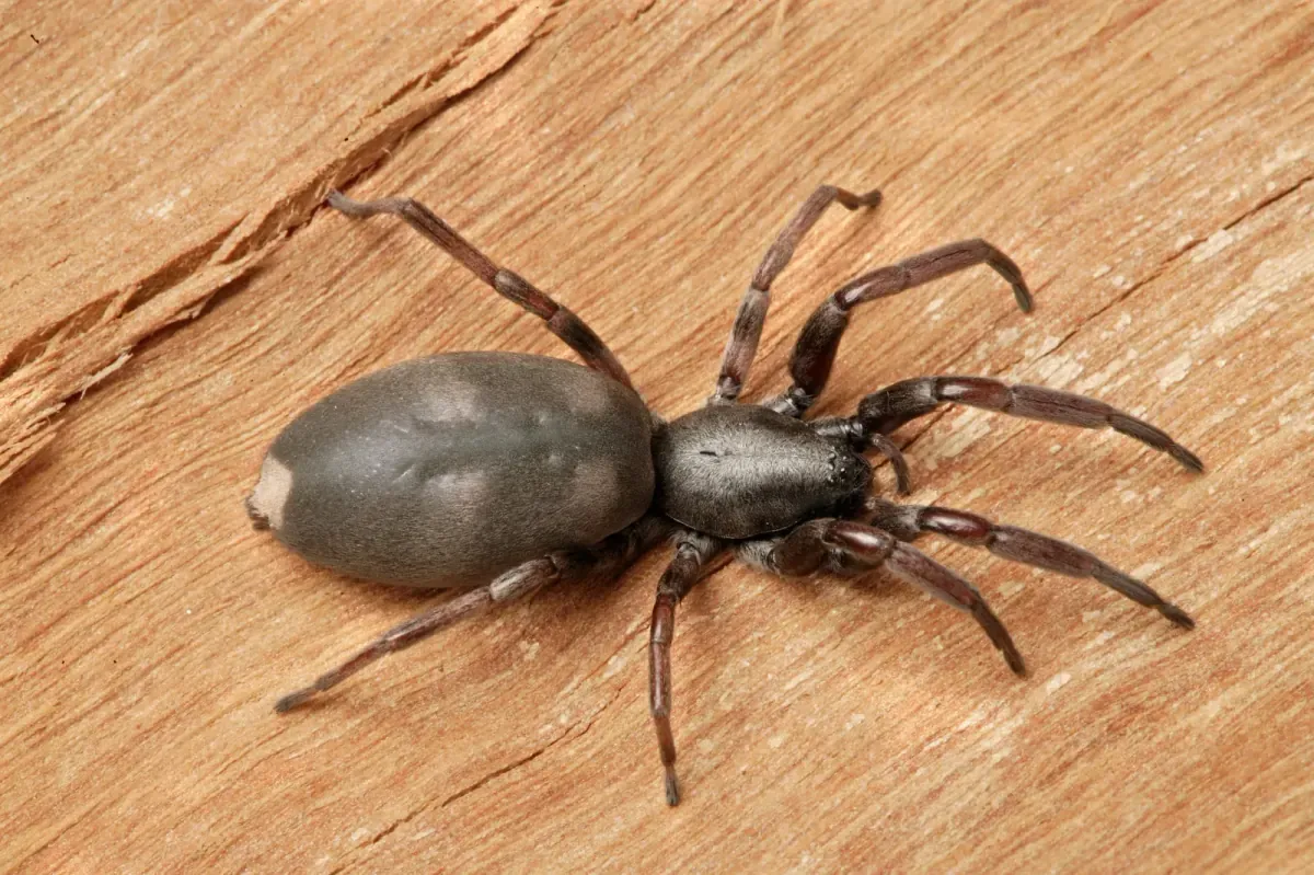Close-up of a white-tailed spider showing its dark cigar-shaped body and pale white spot at the tip of the tail