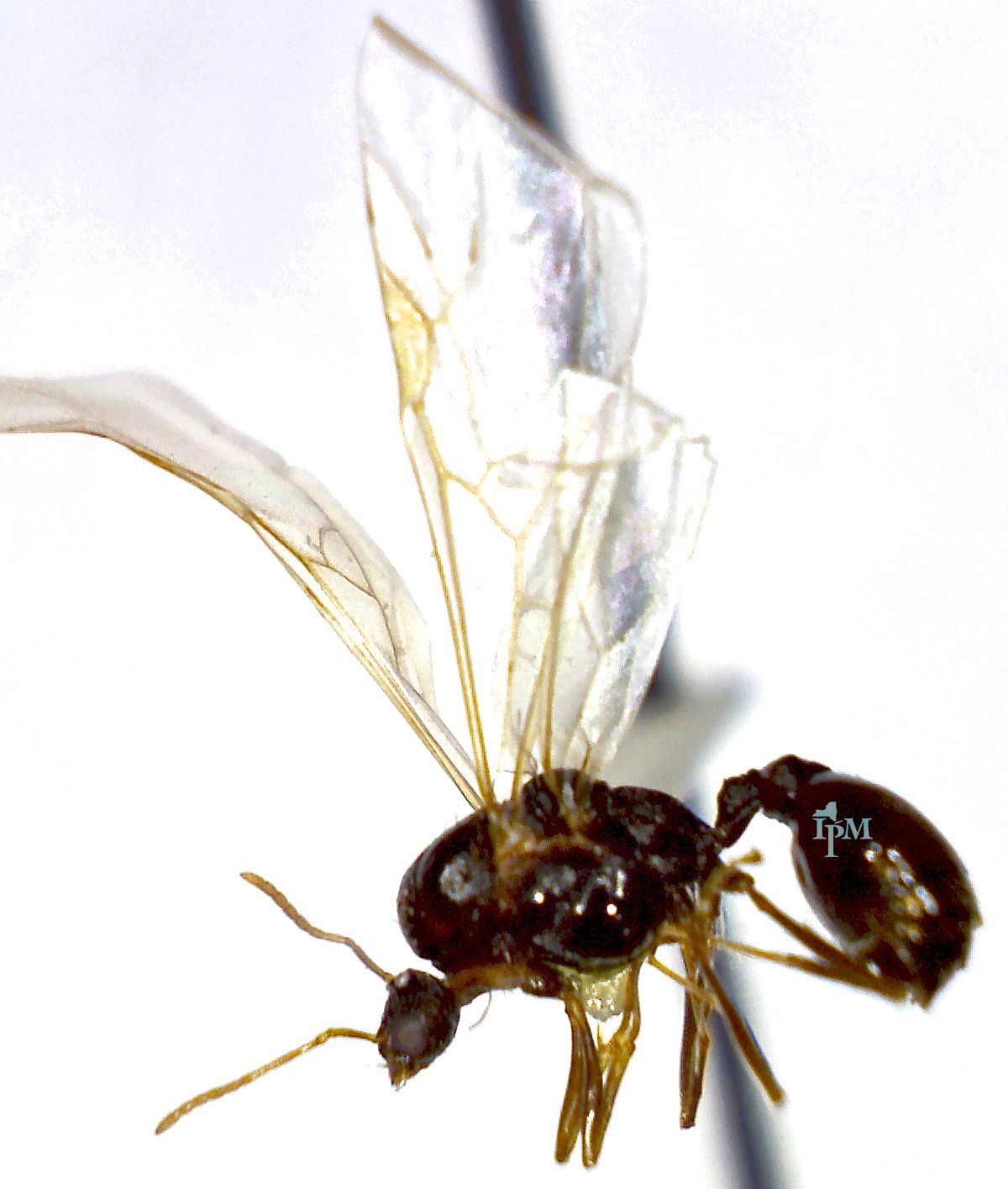 A winged ant alate showing the pinched waist and elbowed antennae that distinguish ants from termites
