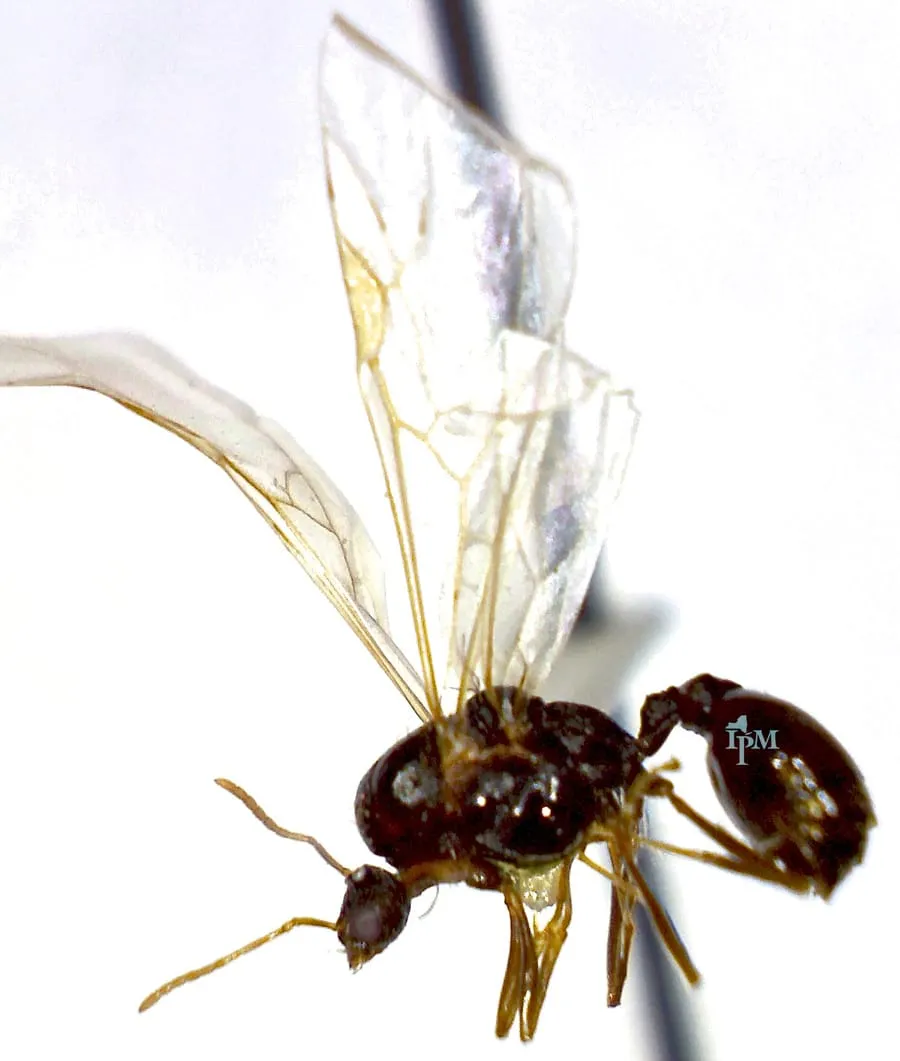A winged ant alate showing the pinched waist and elbowed antennae that distinguish ants from termites