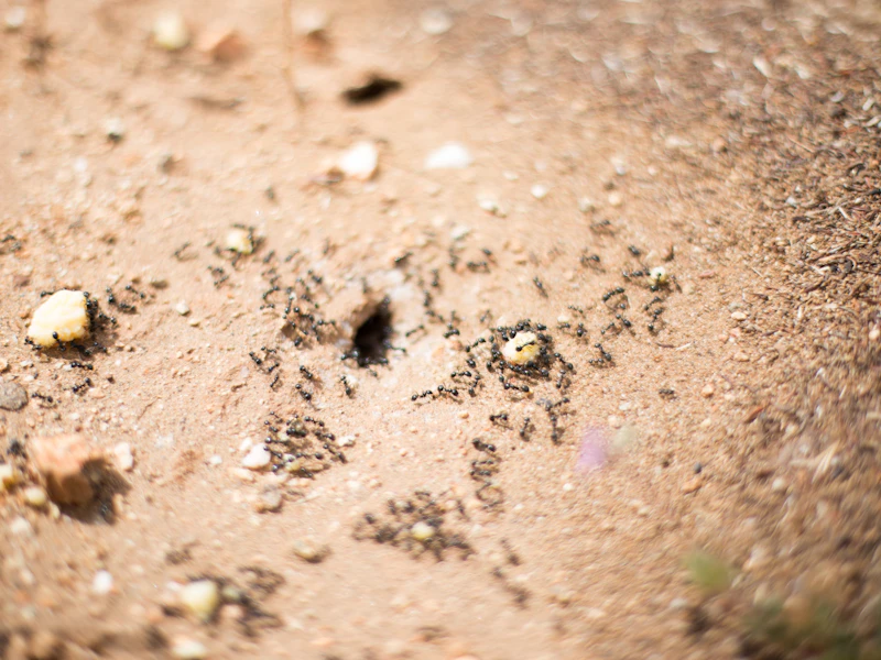 Professional ant colony gel baiting treatment being applied in a Seaford home by Mr Solution Pest Control