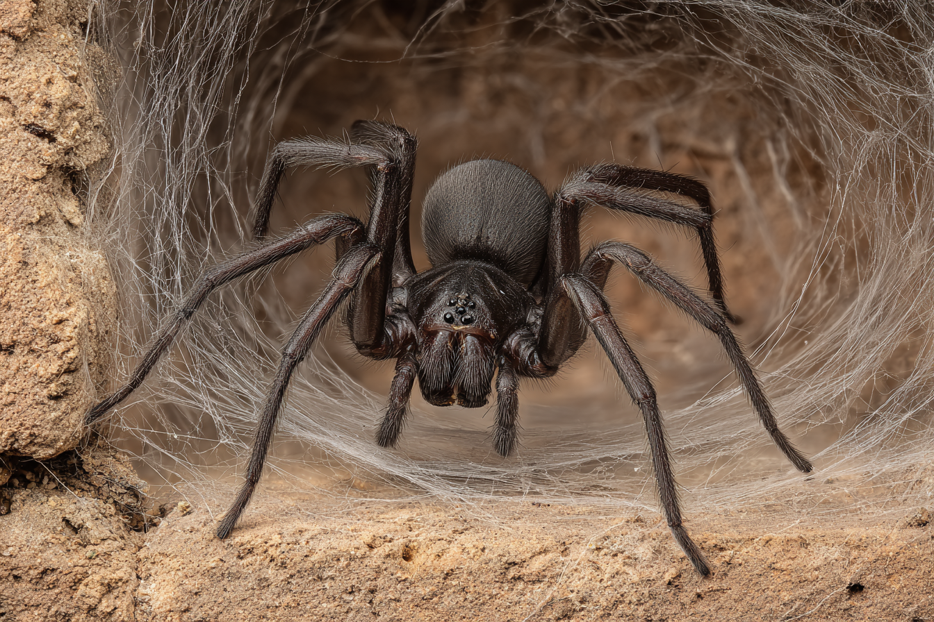 Black house spider and web around window frame in Seaford