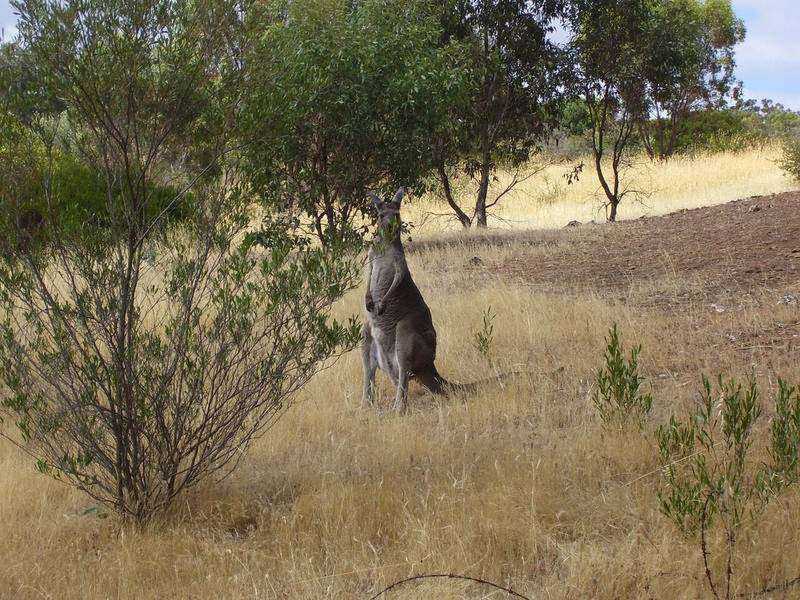 Western grey kangaroo in bushland, Onkaparinga River National Park SA 5168 — pest control service area for Mr Solution