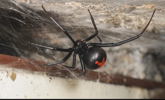 Redback spider found under outdoor furniture in Seaford, South Australia