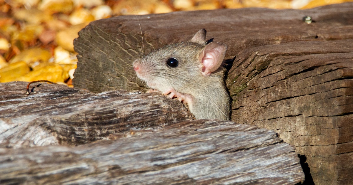 Licensed rodent control technician inspecting roof cavity in Seaford home — Mr Solution Pest Control