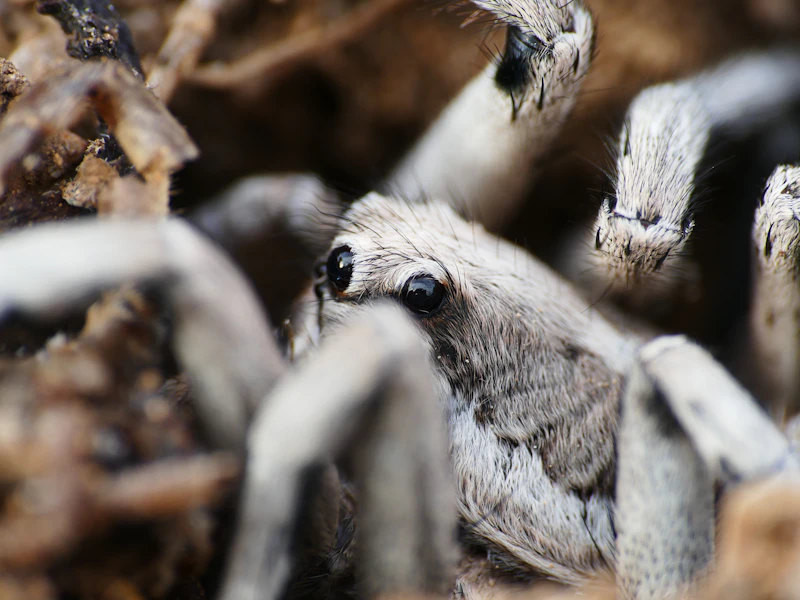 Professional spider treatment and redback control service in Seaford, South Australia — Mr Solution Pest Control